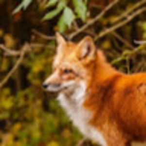 Meet your Posher, Clarissa